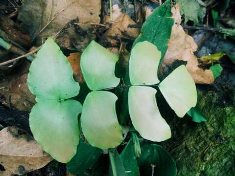 Sivun Adiantum macrophyllum Sw. kuva