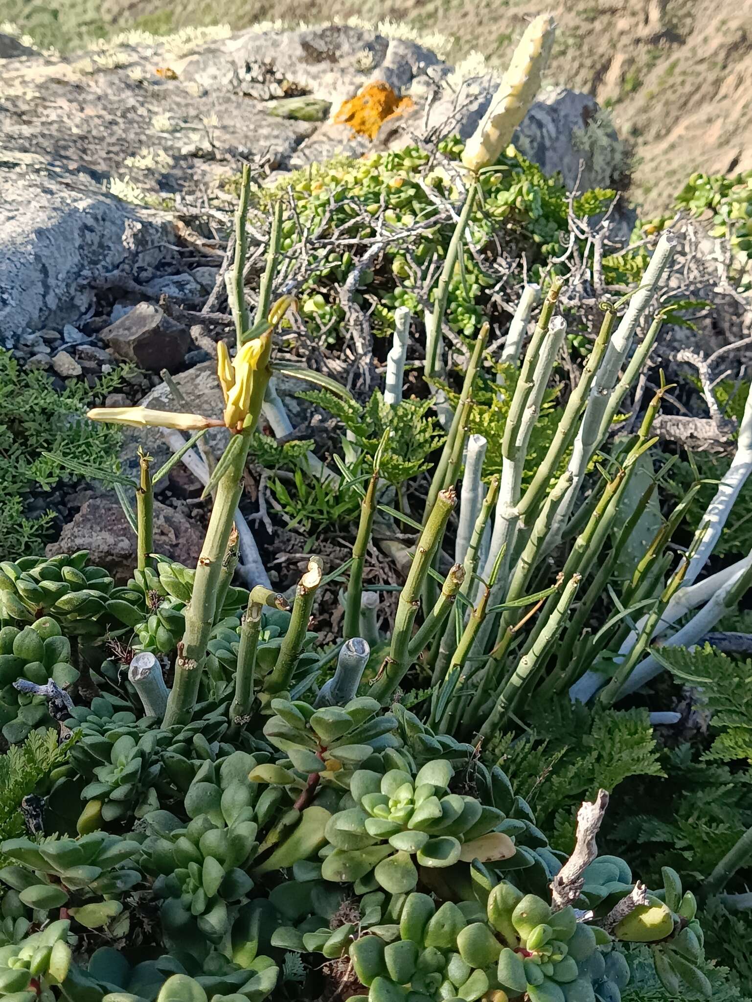 Plancia ëd Ceropegia dichotoma subsp. dichotoma