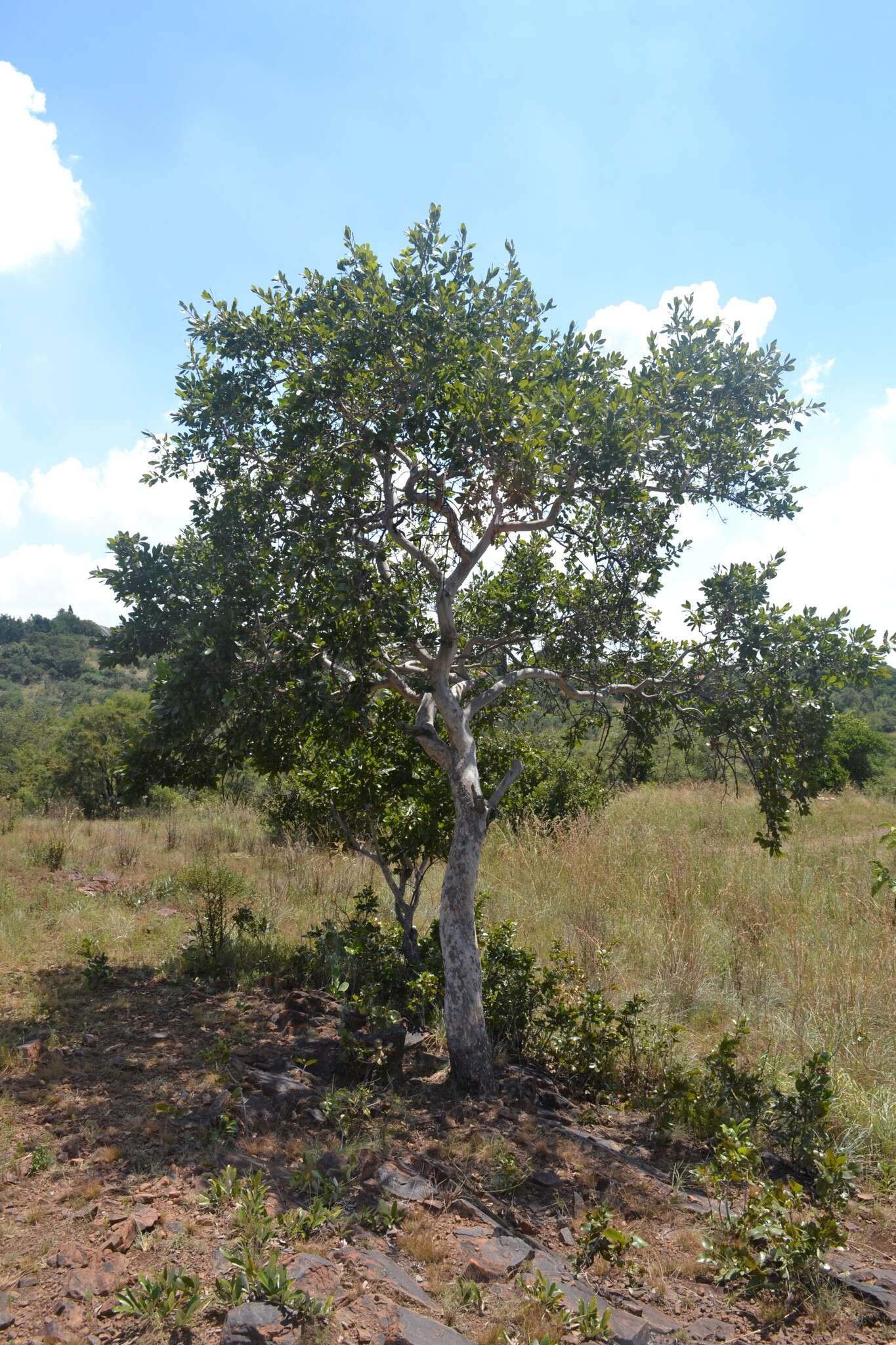 Image of Ochna pulchra Hook.