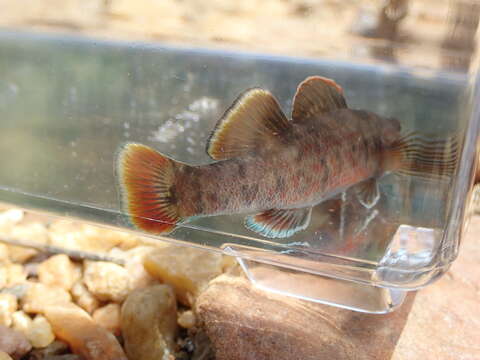 Image of Lipstick darter