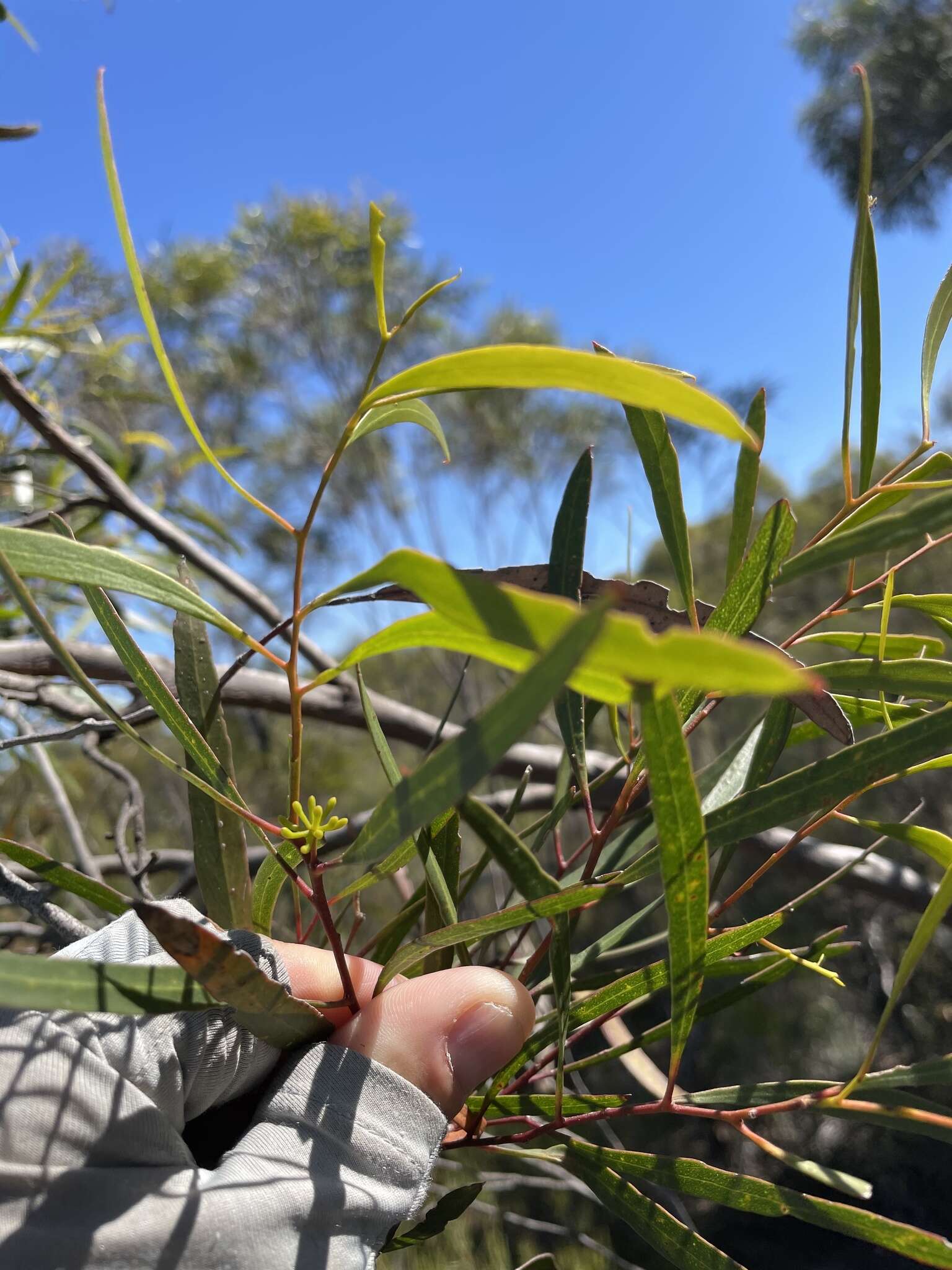 Image of Green mallee