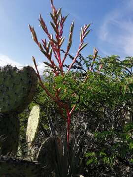 Tillandsia tehuacana I. Ramírez & Carnevali的圖片