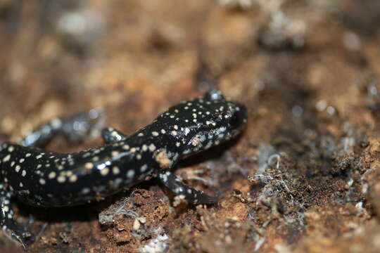 Image of Plethodon grobmani Allen & Neill 1949