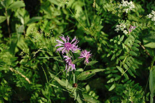 Plancia ëd Centaurea phrygia subsp. salicifolia (M. Bieb. ex Willd.) A. D. Mikheev