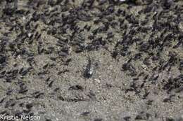 Image of Short-legged Tiger Beetle