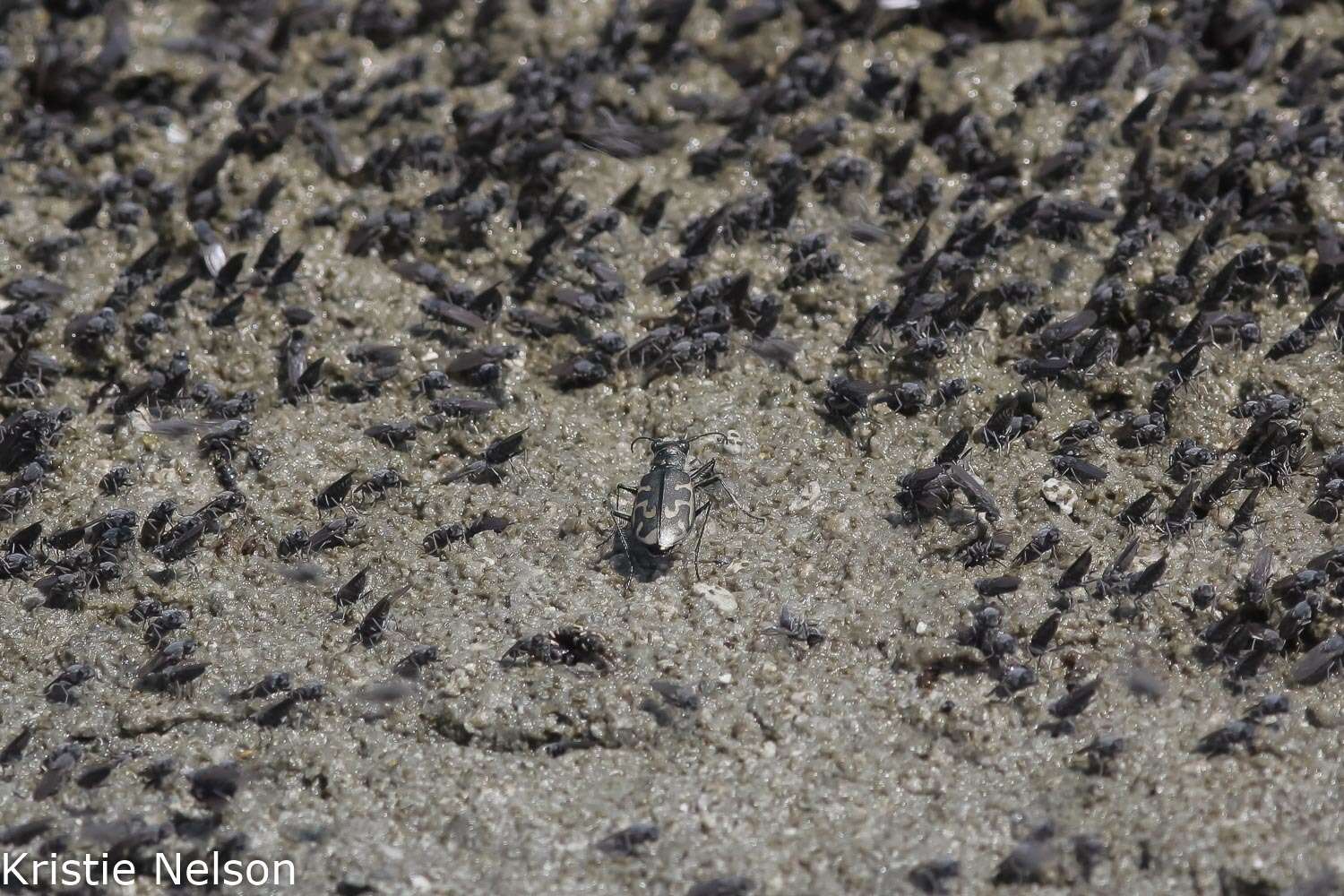 Image of Short-legged Tiger Beetle