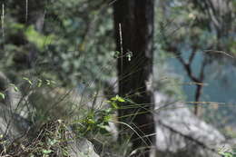 Image of Harford's oniongrass