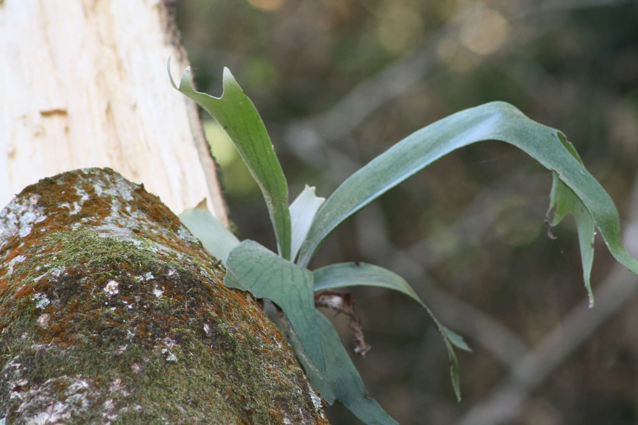 Слика од Platycerium bifurcatum (Cav.) C. Chr.