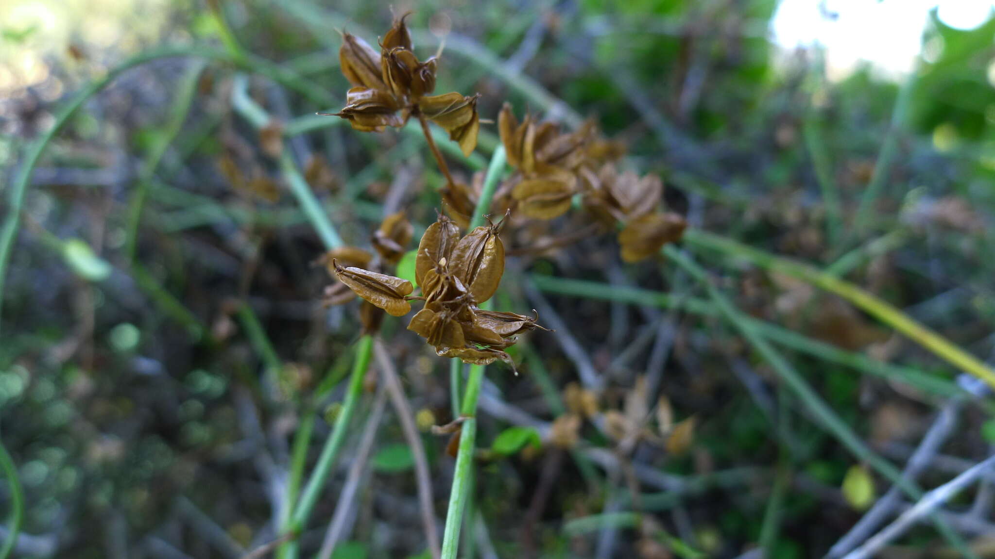 Слика од Scandia geniculata (Forst. fil.) J. W. Dawson