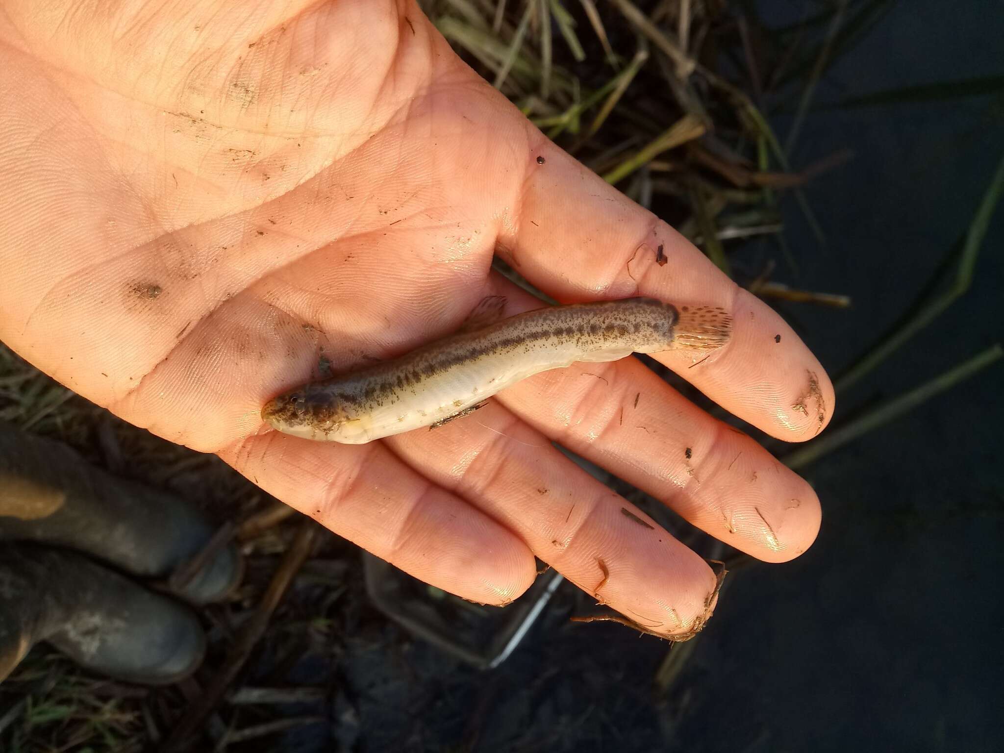 Image of Italian Loach