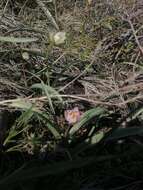 Image de Tulipa sylvestris subsp. australis (Link) Pamp.