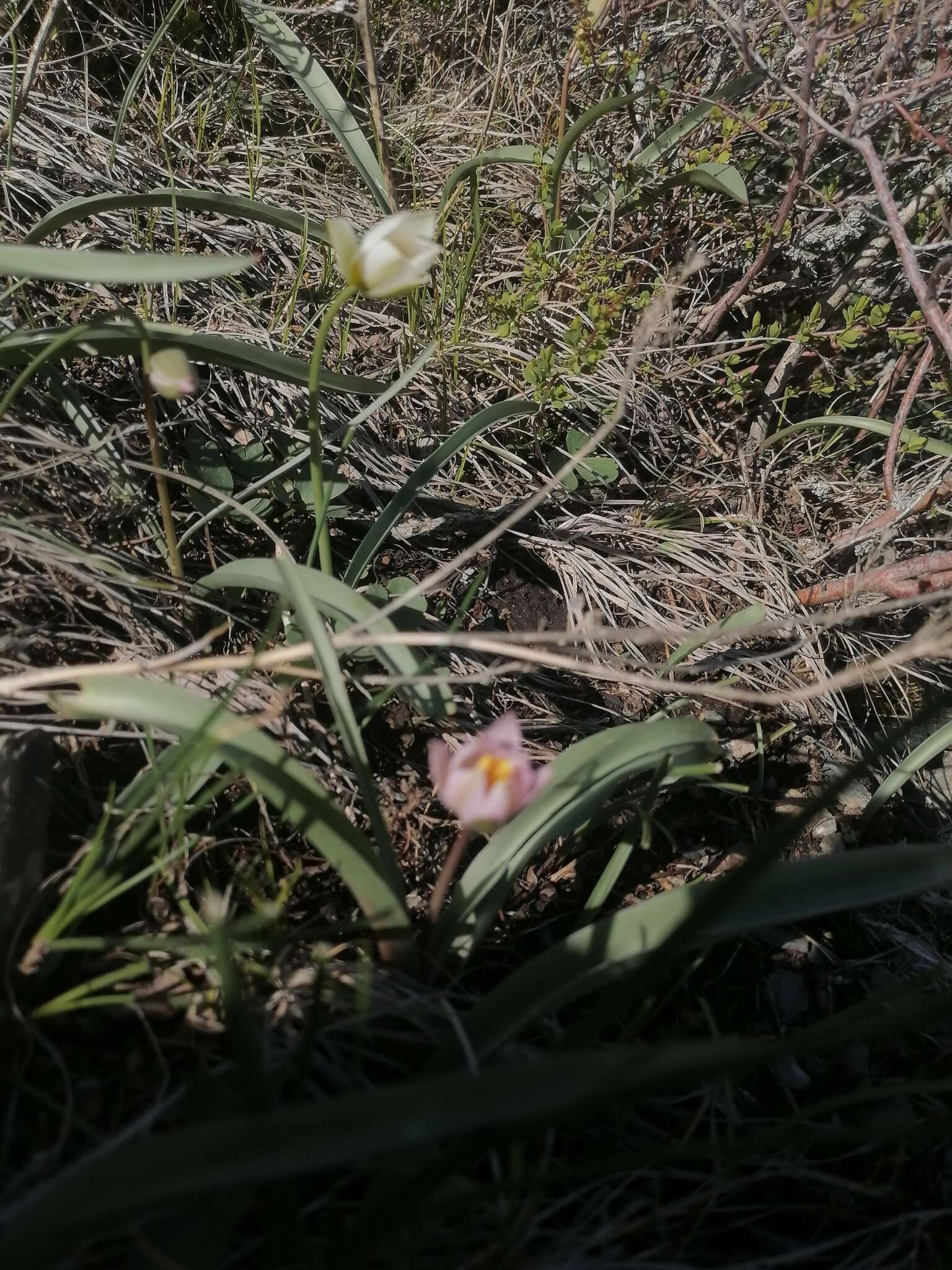 Image de Tulipa sylvestris subsp. australis (Link) Pamp.