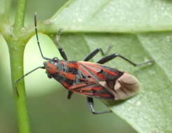 Image of Haemobaphus concinnus (Dallas & W. S. 1852)