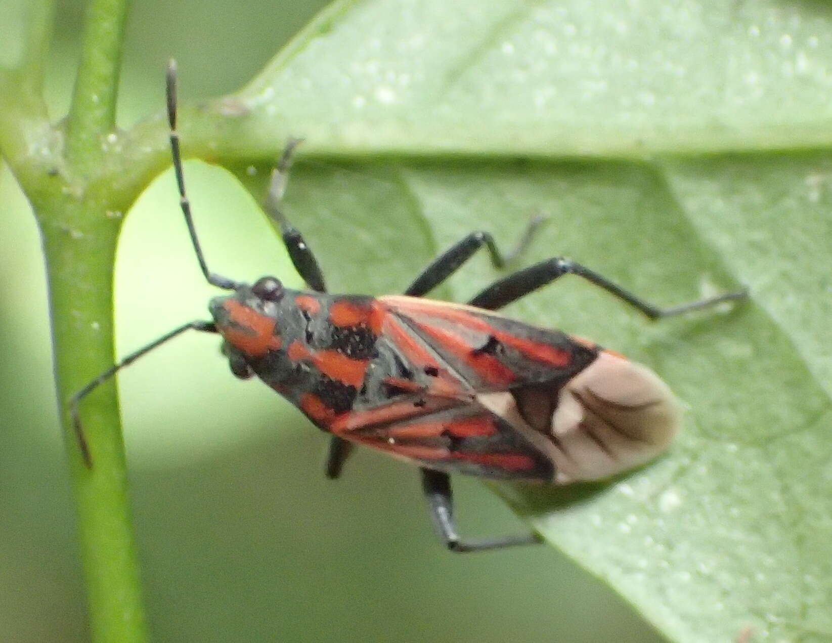 صورة Haemobaphus concinnus (Dallas & W. S. 1852)