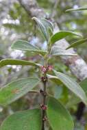 Image of Miconia sericea