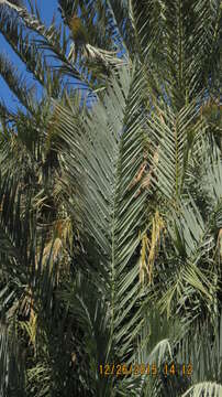 Image of date palm