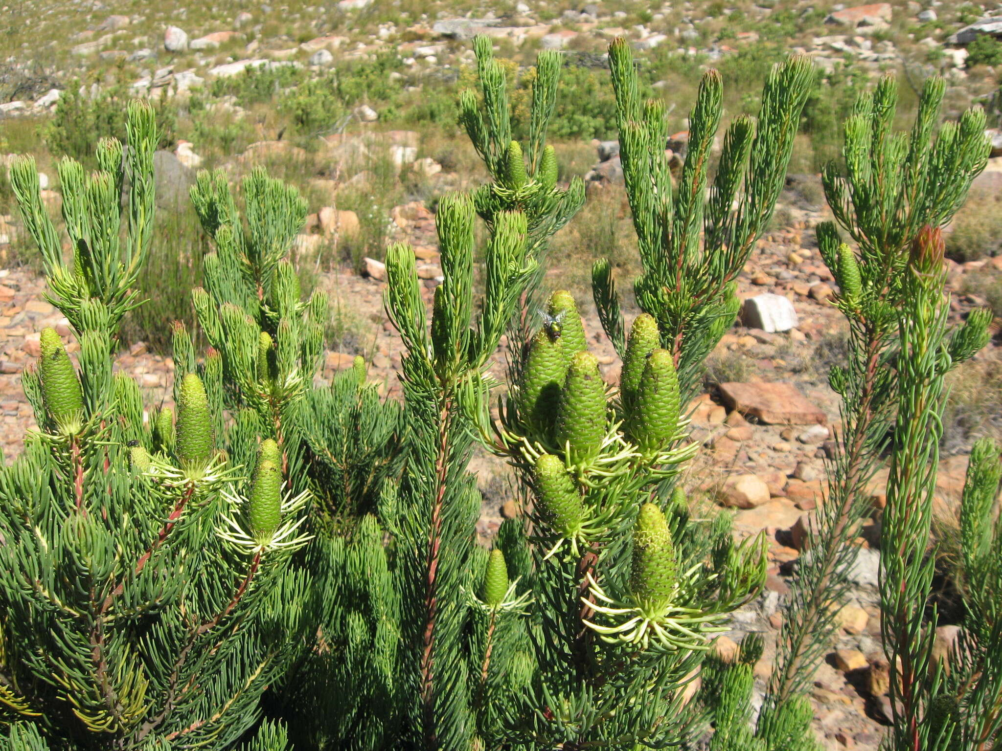 Image of Leucadendron nobile I. Williams