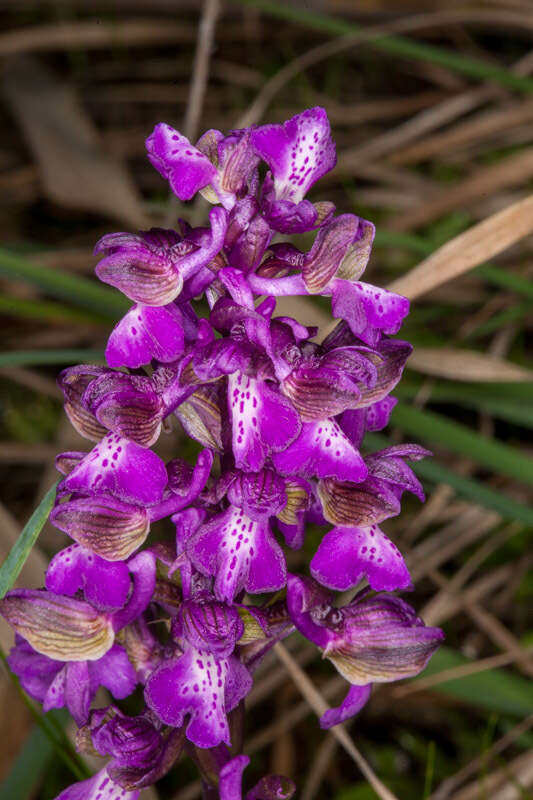 Image of Anacamptis morio subsp. morio