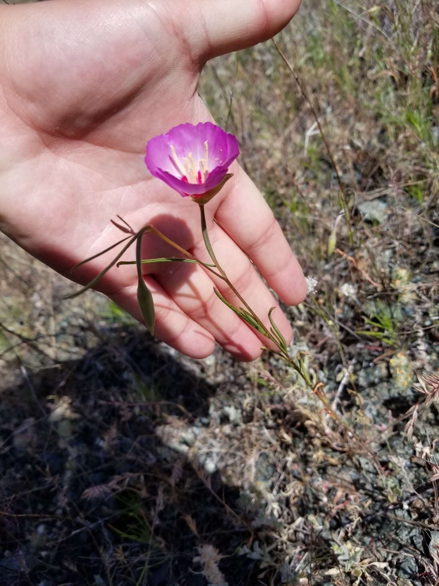 Imagem de Clarkia gracilis subsp. tracyi (Jeps.) Abdel-Hameed & Snow