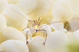 Image of Bubble coral shrimp