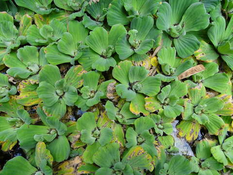 Image of pistia