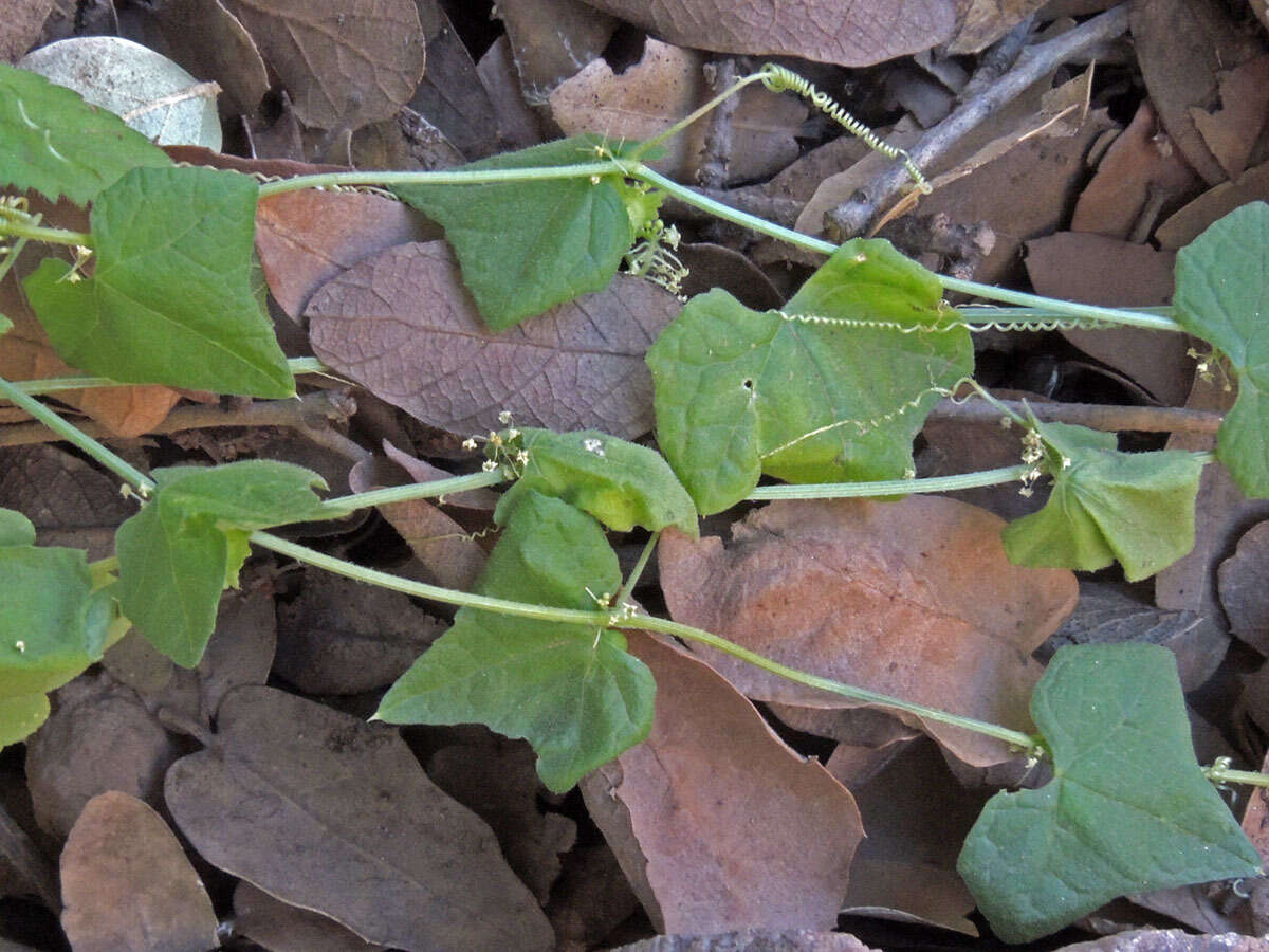 Image of sicyosperma