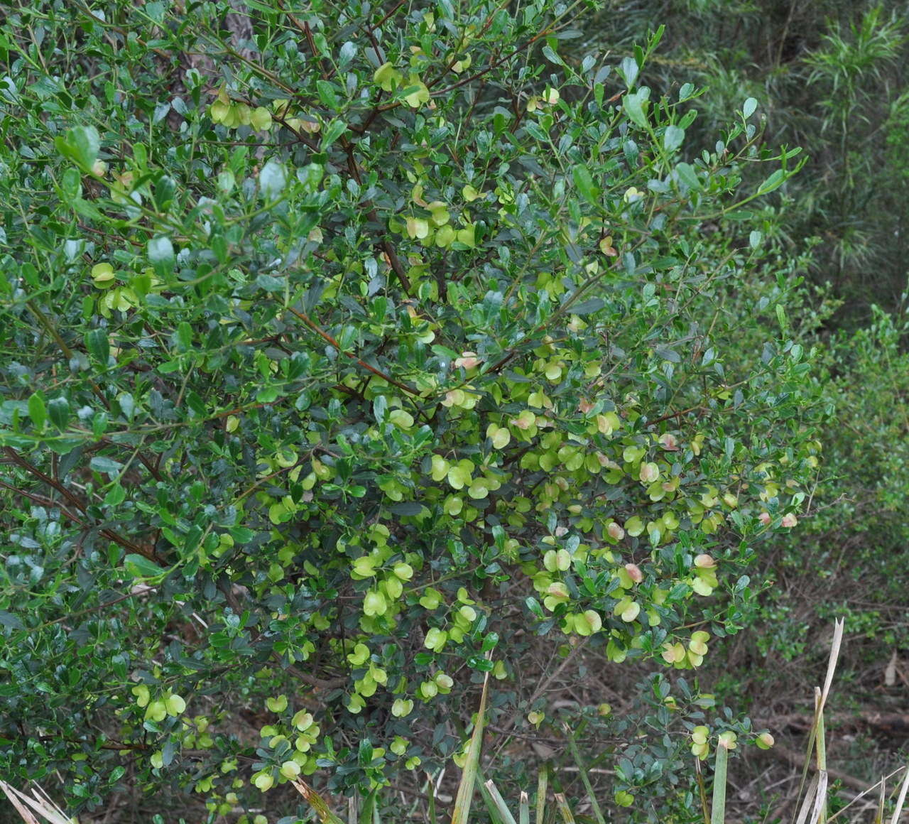 Image of wedge-leaf hopbush