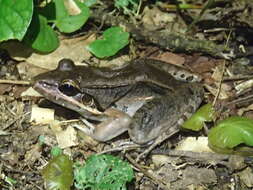 Image of Bolivian White-lipped Frog