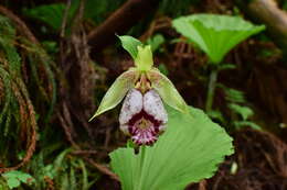 Image of Korean ladyslipper