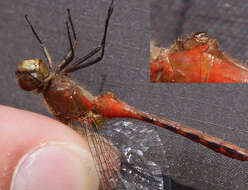 Image of Ruby Meadowhawk