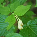 Image of Weigela maximowiczii (S. Moore) Rehder