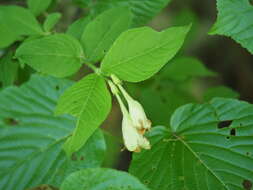 Image of Weigela maximowiczii (S. Moore) Rehder