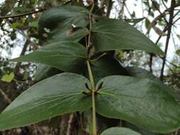 Image of Oryctanthus cordifolius (Presl) Urban