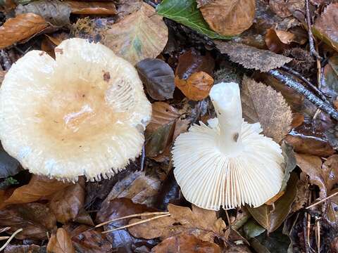 Image of Russula fellea (Fr.) Fr. 1838