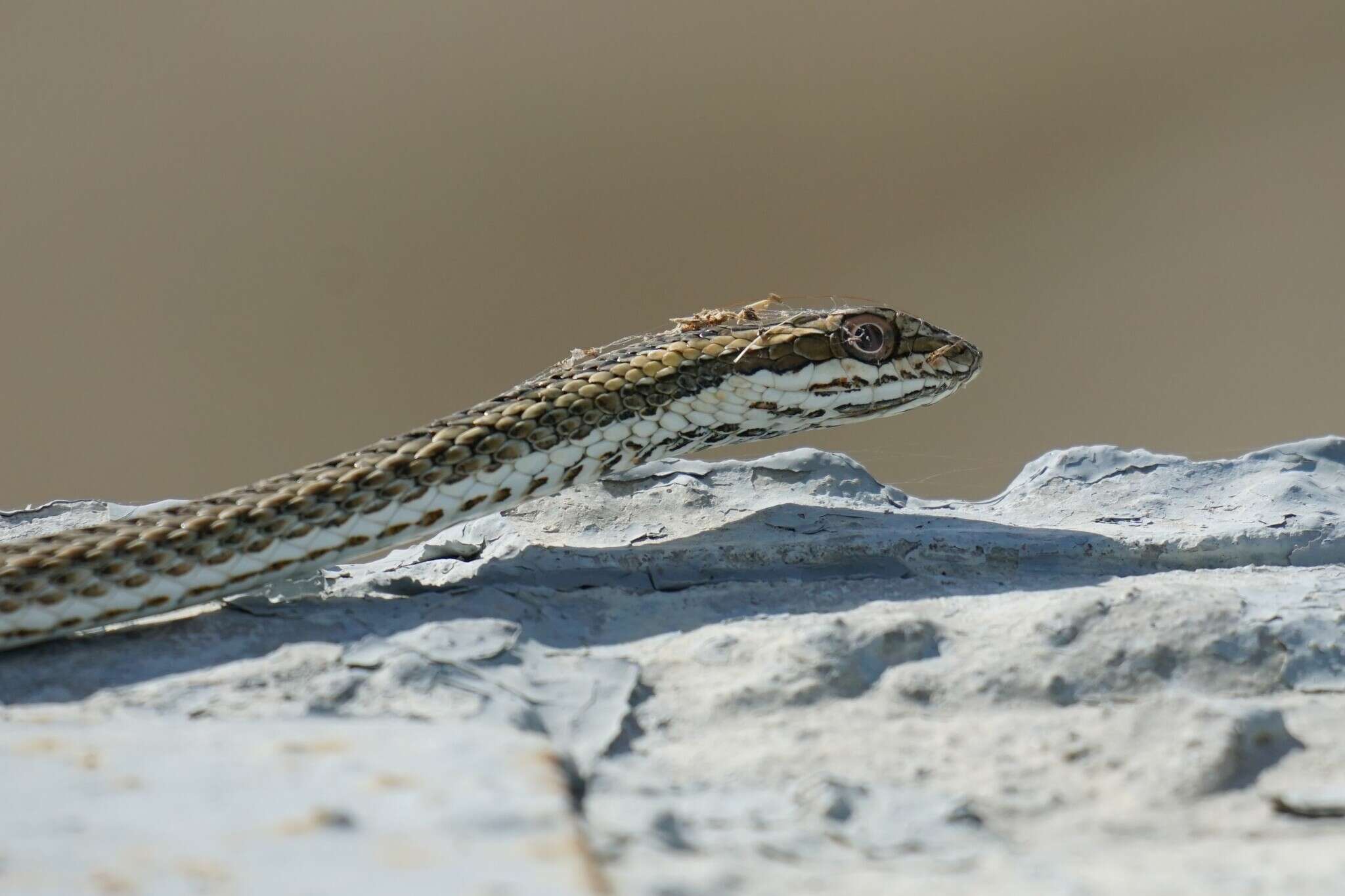 Image of Psammophis lineolatus (Brandt 1838)