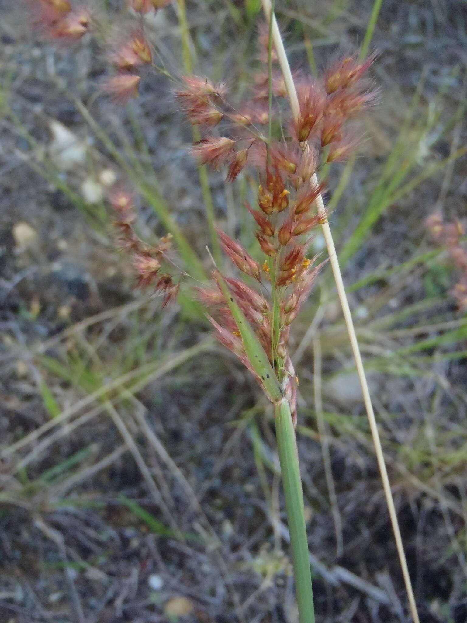 Image of Melinis repens subsp. repens