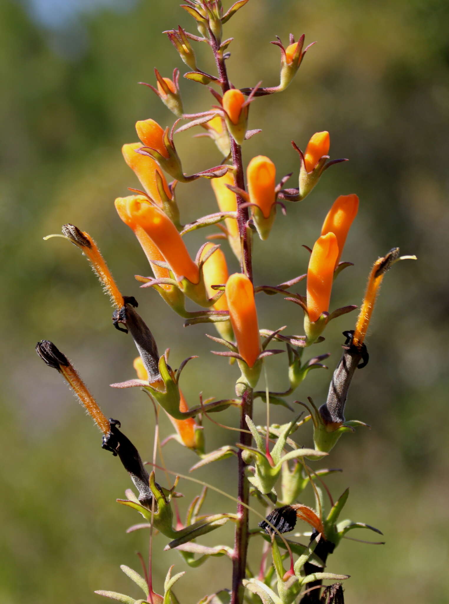 Image of Flameflower