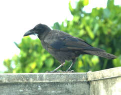 Image of Corvus macrorhynchos osai Ogawa 1905