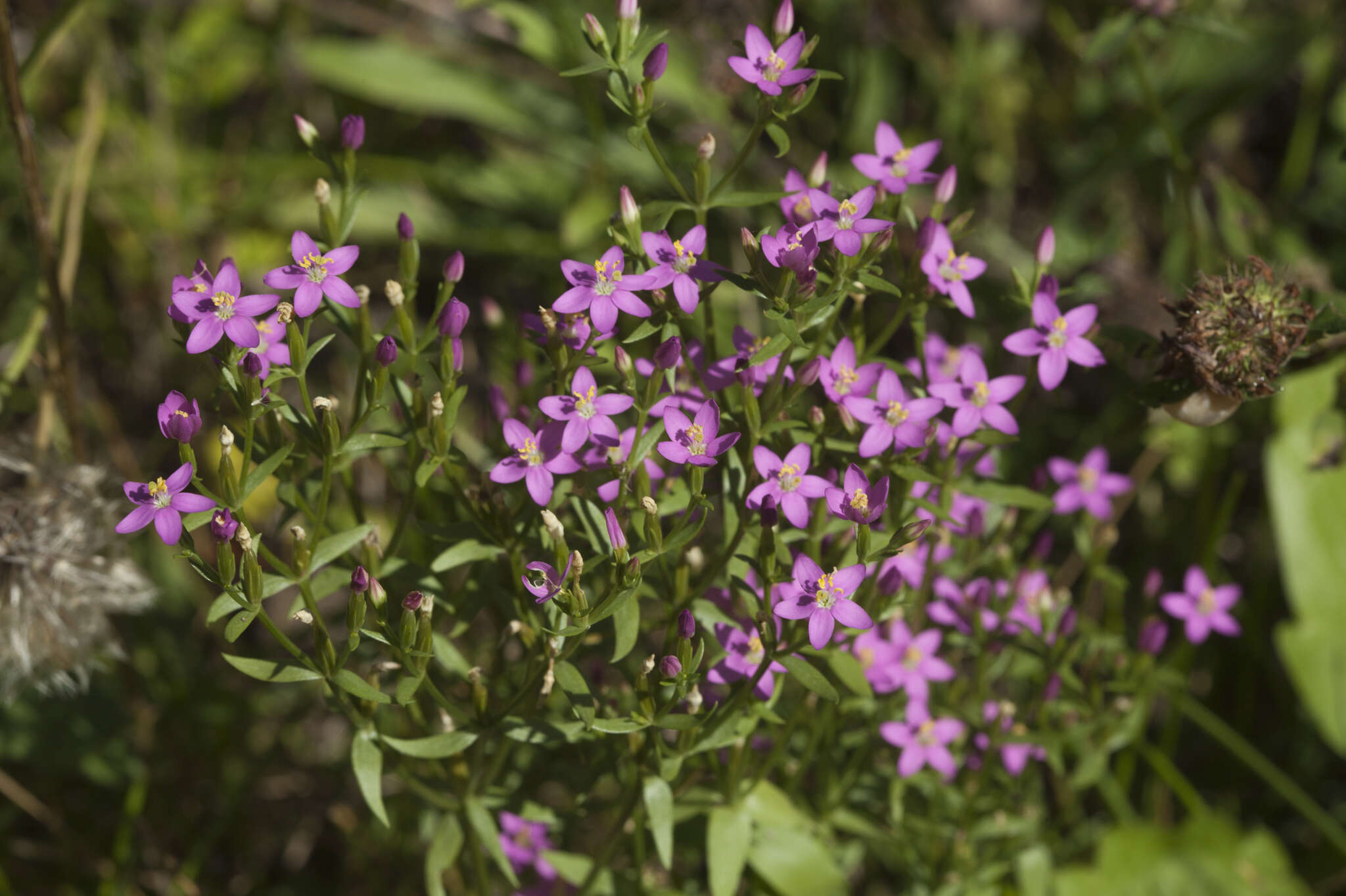 Image of Centaurium anatolicum (K. Koch) N. N. Tzvelev