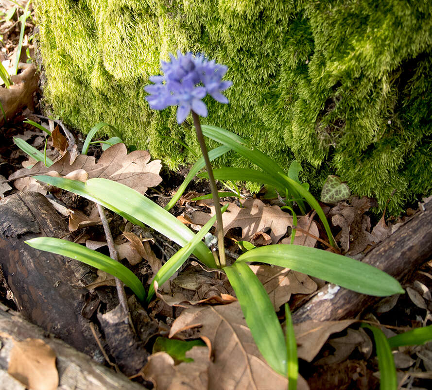 Image of Scilla bithynica Boiss.