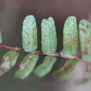 Image of Asplenium anceps L. v. Buch