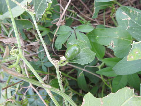 Image of Cayaponia podantha Cogn.