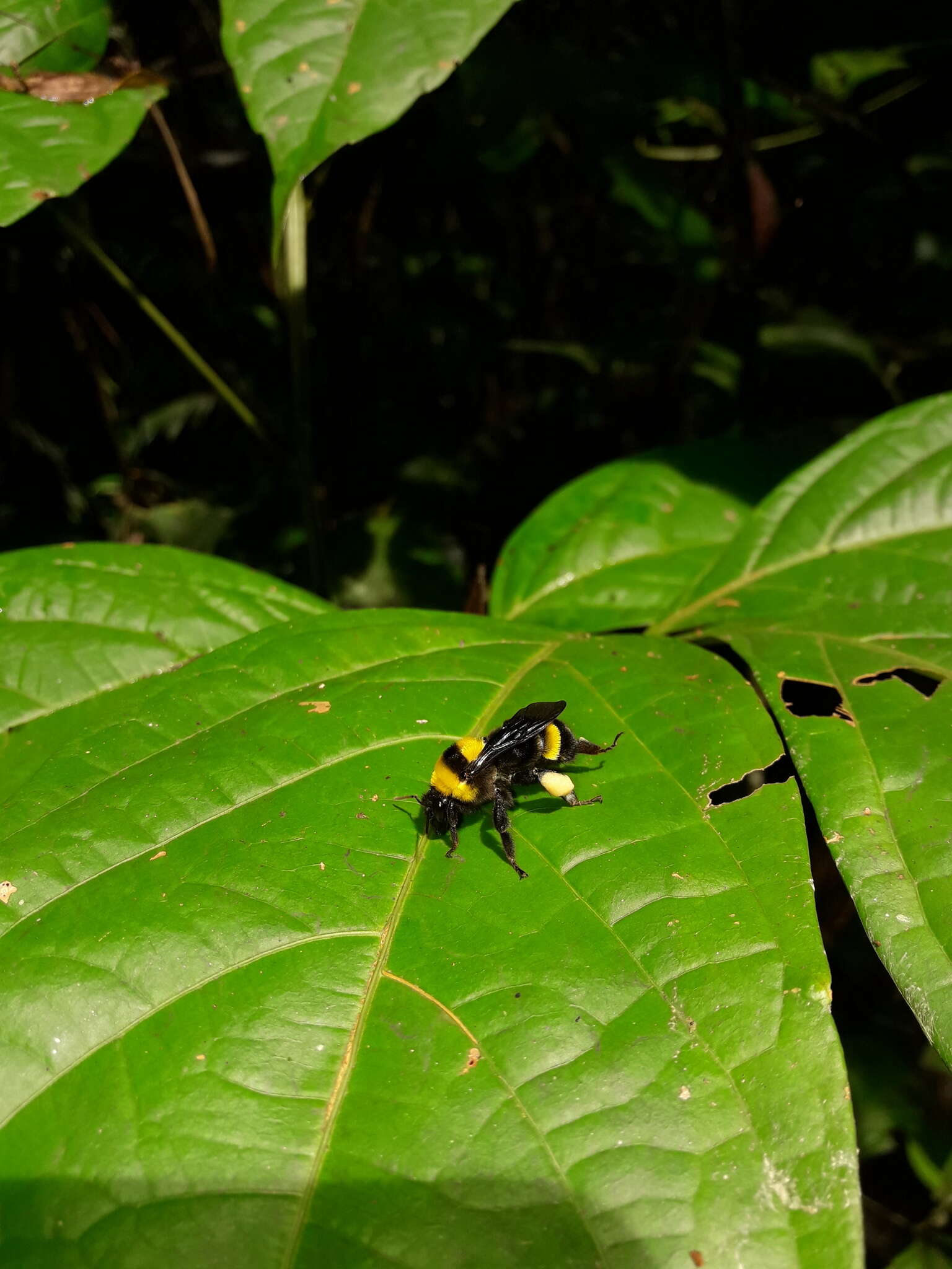 Imagem de Bombus transversalis (Olivier 1789)