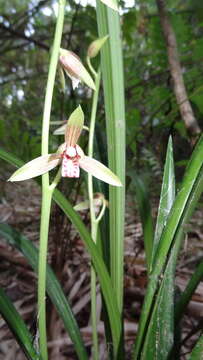 Image de Cymbidium ensifolium (L.) Sw.