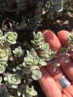 Image of beach saltbush