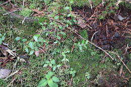 Image of Vaccinium japonicum var. lasiostemon Hayata