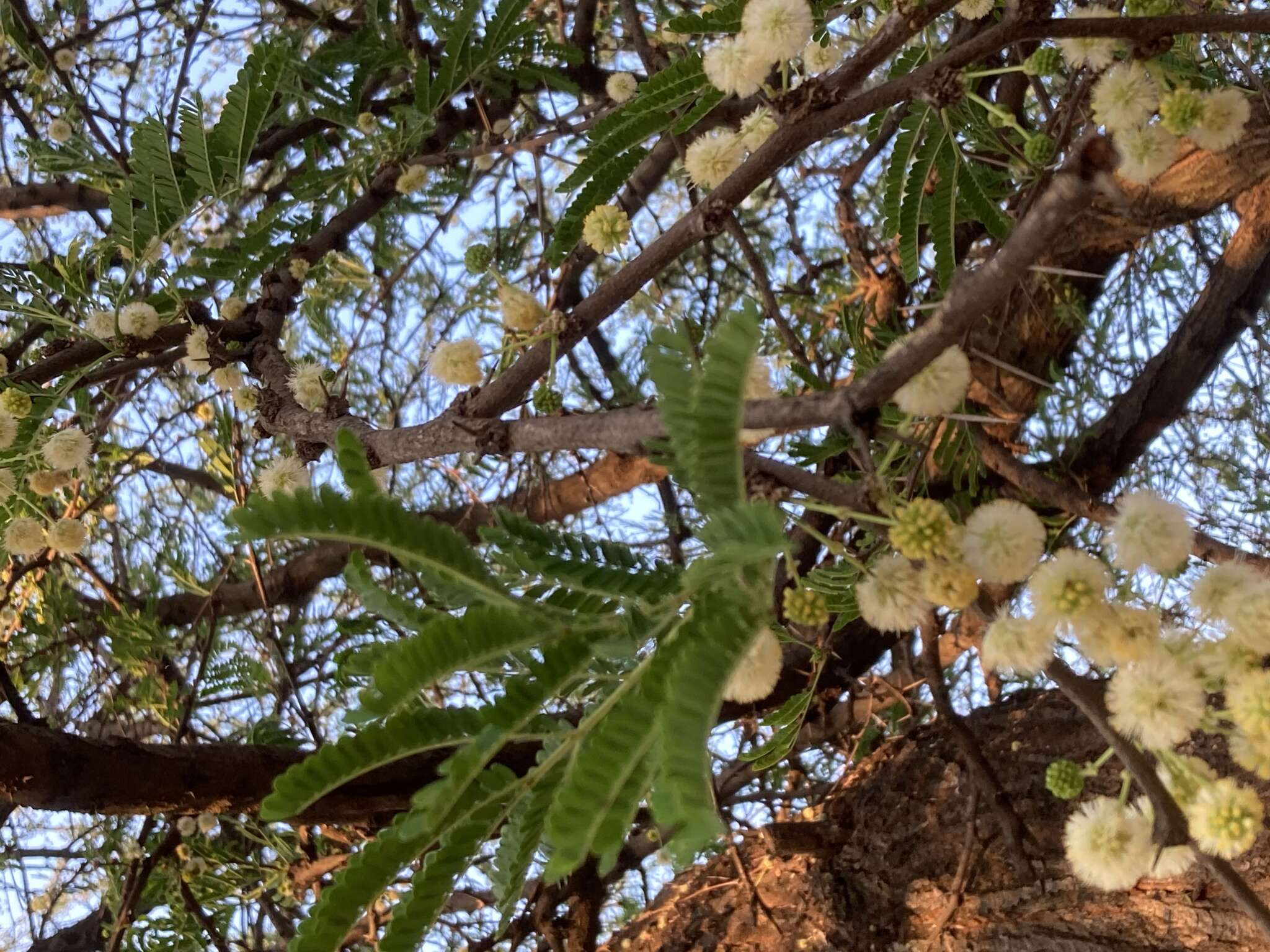 Imagem de Vachellia robusta (Burch.) Kyal. & Boatwr.