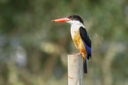 Image of Black-capped Kingfisher