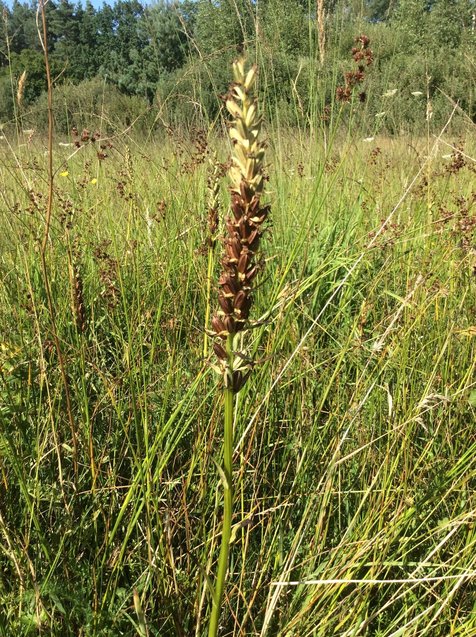 Image of Western Marsh-orchid