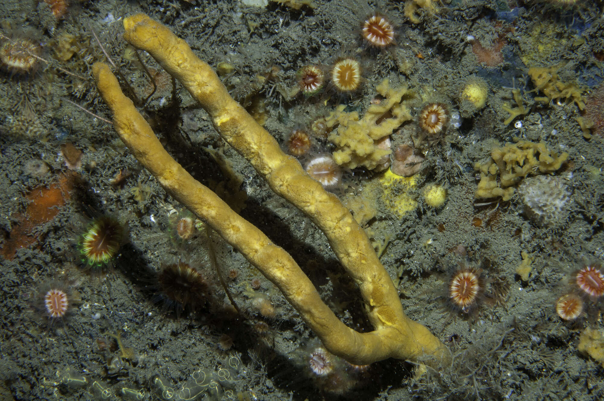 Image de Axinella dissimilis (Bowerbank 1866)